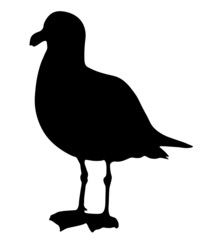 Seagull silhouette black isolated on white background