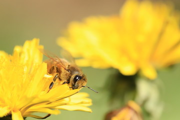 bee on a flower
