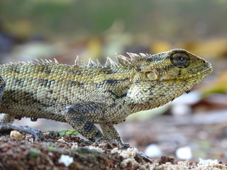 Close up photo of male Oriental Garden Lizard