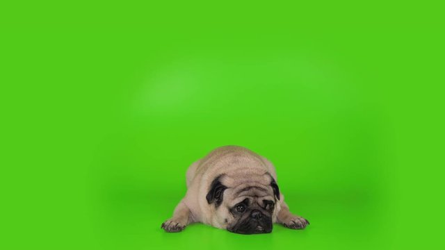 Cute pug dog lying flat, falling asleep, changhing pose. Green screen. Slow motion