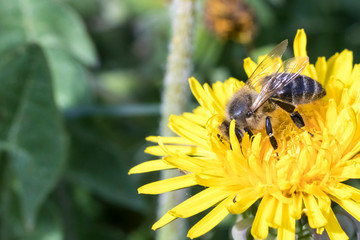 daylight. bee closeup on dandelion. have toning. shallow depth of cut