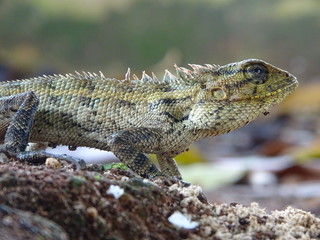Close up photo of male Oriental Garden Lizard