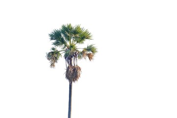 A sugar palm tree growing in a garden on white isolated background for green foliage backdrop 
