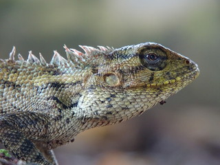 Close up photo of male Oriental Garden Lizard