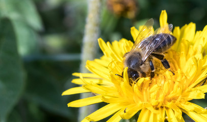 daylight. bee closeup on dandelion. have toning. shallow depth of cut