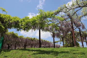 Fototapeta premium かざはやの里 藤の花