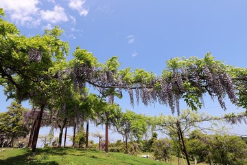 かざはやの里　藤の花