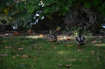 Parco Sempione in Milan 