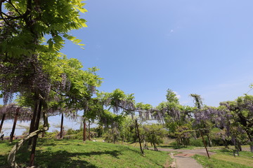 Fototapeta premium かざはやの里 藤の花