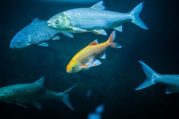 fish in aquarium