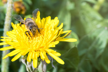 daylight. bee closeup on dandelion. have toning. shallow depth of cut