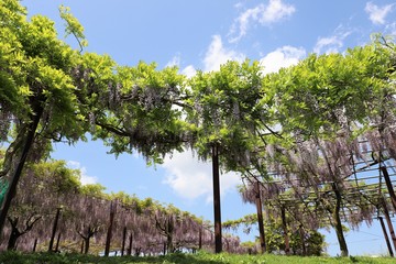 かざはやの里　藤の花