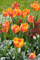 tulipes du jardin