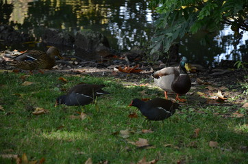 Parco Sempione in Milan 