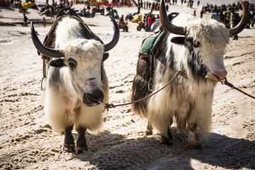 Yaks in Manali ready to give ride to tourists (India)
