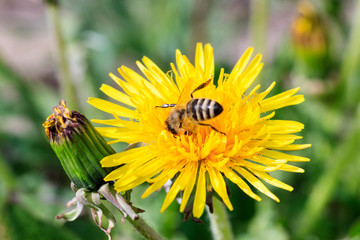 daylight. bee closeup on dandelion. have toning. shallow depth of cut