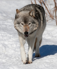 A lone Timber wolf or Grey Wolf Canis lupus with blood on its face standing in the winter snow in Canada
