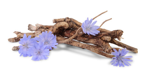 Dry roots of chicory and cichorium flowers isolated on white background.