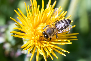daylight. bee closeup on dandelion. have toning. shallow depth of cut