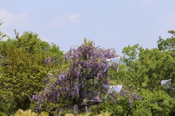 かざはやの里　藤まつり