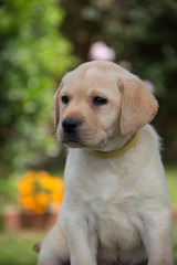 labrador retriever puppy