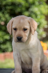 labrador retriever puppy