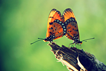 A pair of butterflies blends love.