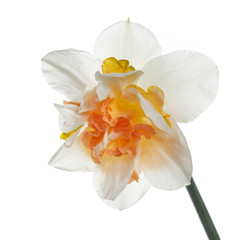 White narcissus flower with yellow-orange terry center isolated on a white background.