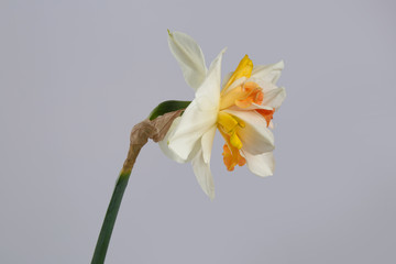 White narcissus flower with yellow-orange terry center side view isolated on gray background.