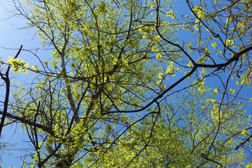 Tree with green young leaves and blue sky