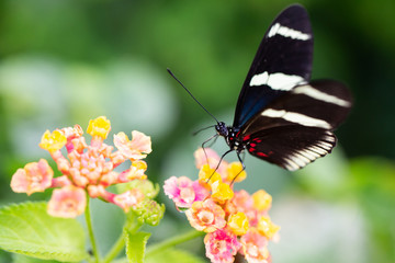 Fototapeta na wymiar Butterfly and Flowers