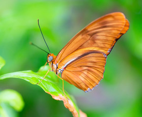 Obraz premium Butterfly and leaves