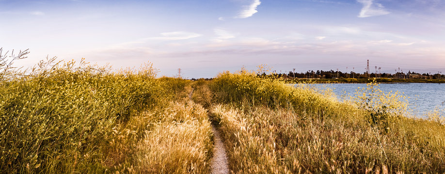 Walking path lined up with Black mustard (Brassica nigra) wildflowers, San Jose, San Francisco bay area, California © Sundry Photography