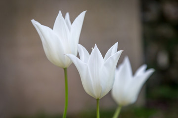 Obraz premium Delicate white tulips in springtime, with a shallow depth of field