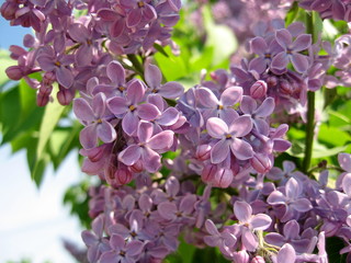 Lilac is a beautiful ornamental shrub with a pleasant aroma and subtle inflorescences. Every year she pleases us with bloom in the spring!