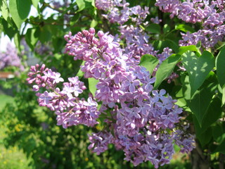 Lilac is a beautiful ornamental shrub with a pleasant aroma and subtle inflorescences. Every year she pleases us with bloom in the spring!