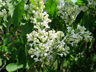 Lilac is a beautiful ornamental shrub with a pleasant aroma and subtle inflorescences. Every year she pleases us with bloom in the spring!