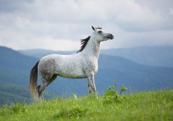 Arabian horse