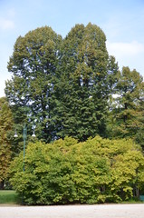 Naklejka premium Parco Sempione in Milan 