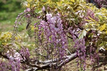 かざはやの里　藤まつり