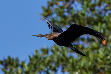 African darter (Anhinga rufa)