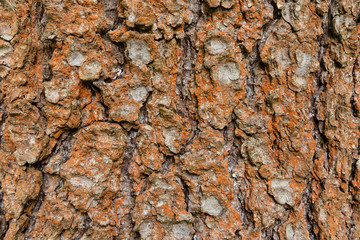 Covered with rusty lichen bark of an old tree, background, texture - image