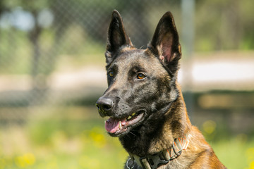 Belgian shepherd