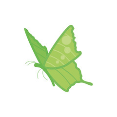 beautiful butterfly isolated icon