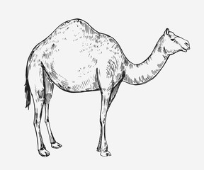 Sketch of a camel. Hand drawn illustration converted to vector