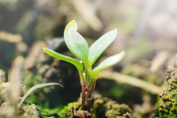 Just sprung up plant sprout in the ground. Bright spring photography, suitable for the theme of gardening, planting, floriculture.