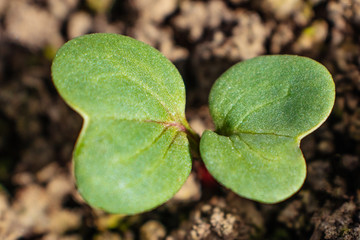 Just sprung up plant sprout in the ground. Bright spring photography, suitable for the theme of gardening, planting, floriculture.
