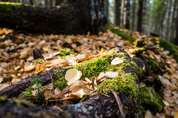 Yellow autumn leaves lie on the moss-covered tree roots. Autumn sunny photography, close-up, there is a place for text.