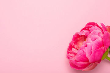 Beautiful pink peony flower on pastel pink background with copy space for your text and flat lay style