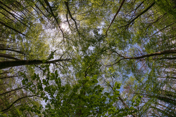 Sun shining through green tree crowns in spring